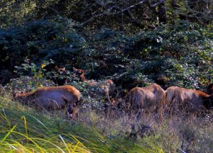 Read more about the article Wild Elk